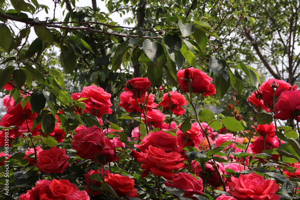 beautiful landscape of a bush of colorful red and pink roses in a garden with clear sky background beautiful landscape of a bush of colorful red and pink roses in a garden with clear sky background