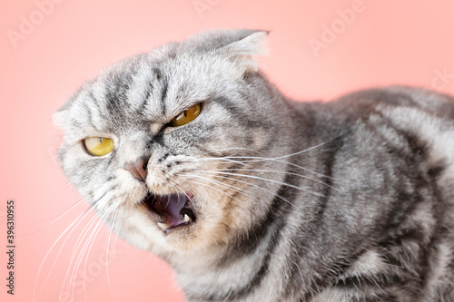 Gray scottish fold cat with a displeased muzzle close-up on a pink background. Funny pet. © Ольга Холявина