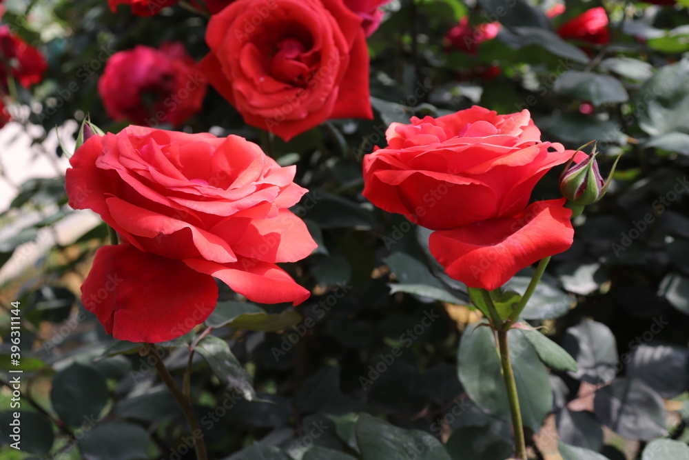 beautiful landscape of a bush of colorful red and pink roses in a garden with clear sky background beautiful landscape of a bush of colorful red and pink roses in a garden with clear sky background