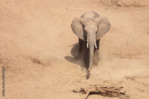 Принти на полотні Afrikanischer Elefant / African elephant / Loxodonta africana.