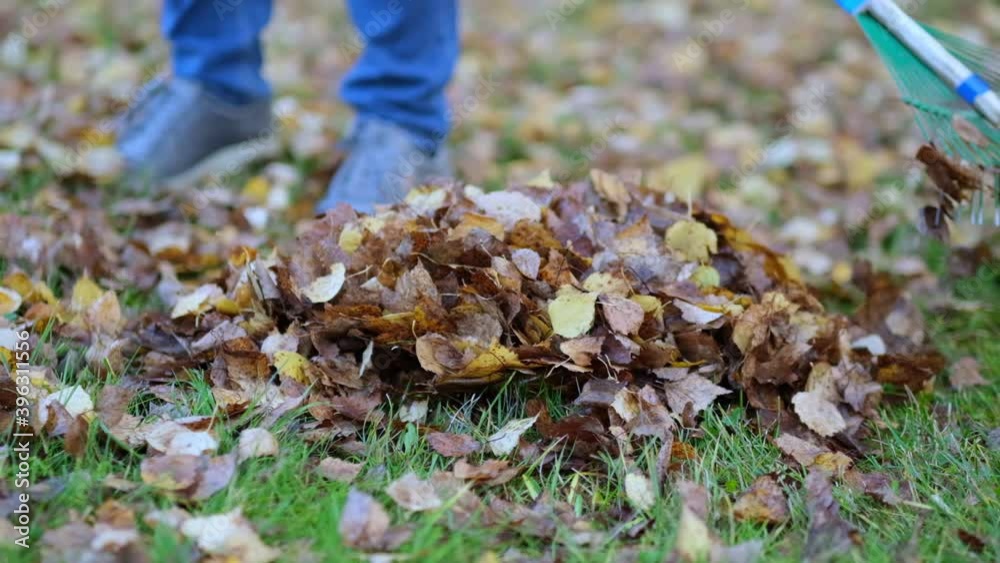 Rake with fallen leaves at autumn. Gardening during fall season. Cleaning lawn from leaves. Autumnal work in garden. close up view. Slow motion footage Rake with fallen leaves at autumn. Gardening during fall season. Cleaning lawn from leaves. Autumnal work in garden. close up view. Slow motion footage