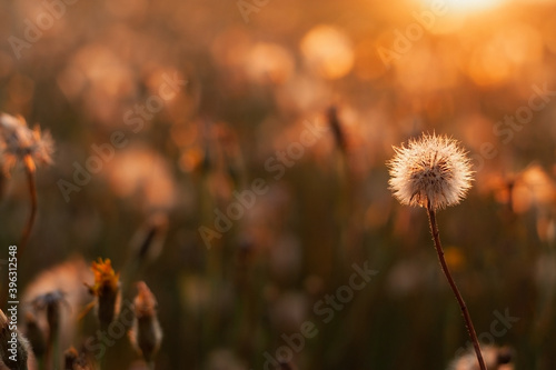 Dandelion in the field in the evening sun
