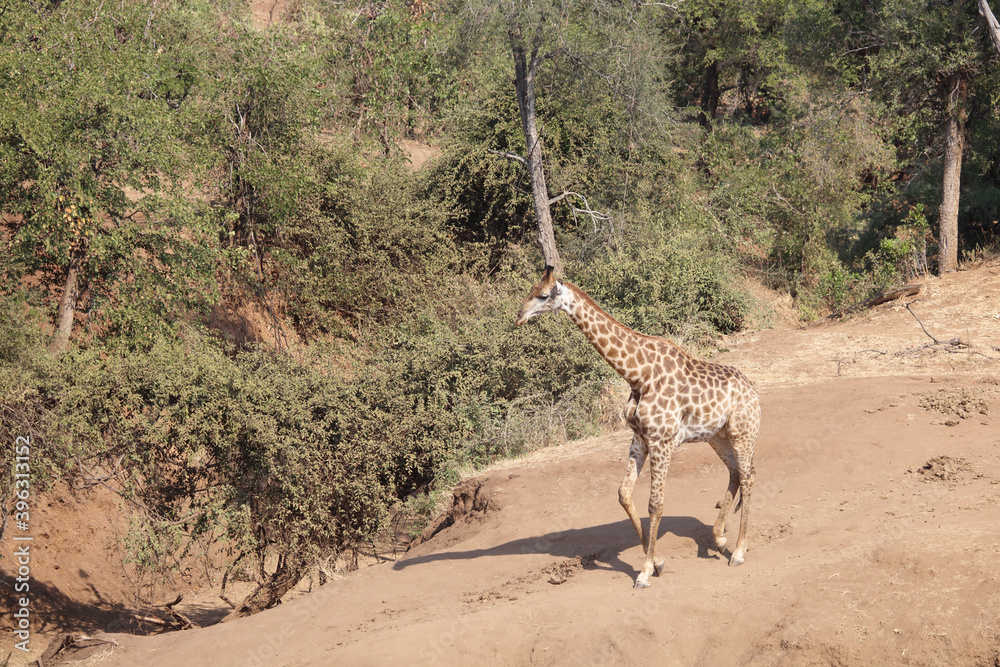 Konstfotografi Giraffe / Giraffe / Giraffa Camelopardalis