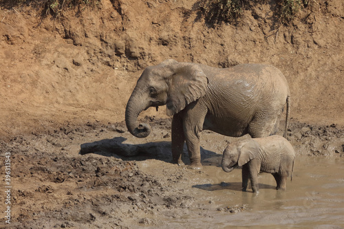 Afrikanischer Elefant im Mphongolo River  African elephant in Mphongolo River   Loxodonta africana.