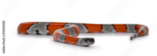 Young detailed shot of Grey banded King snake aka Lampropeltis Alterna bliari, isolated on a white background. photo