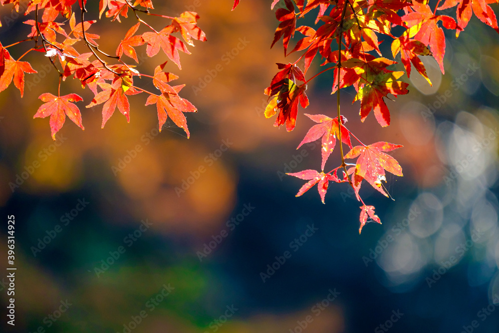 【東京都】御岳渓谷の紅葉 【東京都】御岳渓谷の紅葉