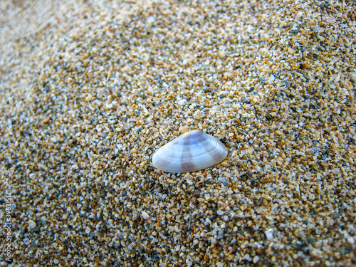 Seashell on the colorful sand