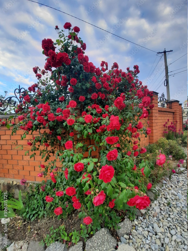 Fototapeta premium flowers in the garden