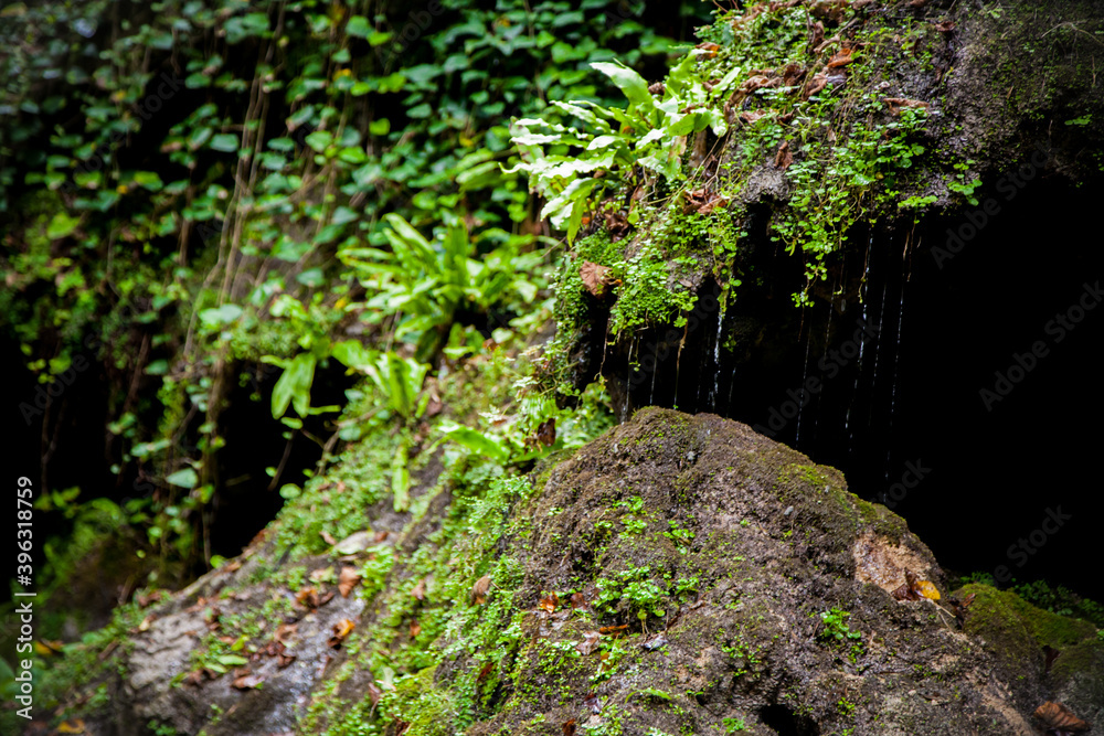 Fototapeta premium moss on stone wall