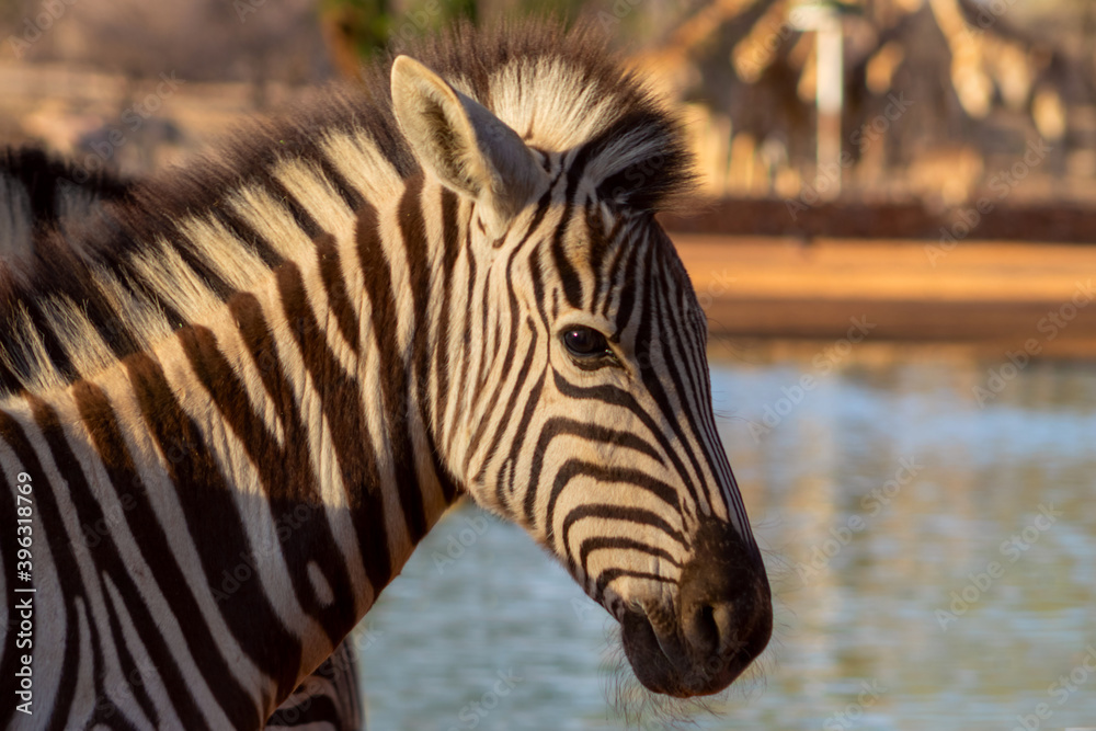 Beautiful Images of African zebra. Namibia, Africa Beautiful Images of African zebra. Namibia, Africa