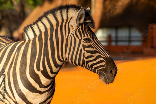 Beautiful Images of African zebra. Namibia  Africa
