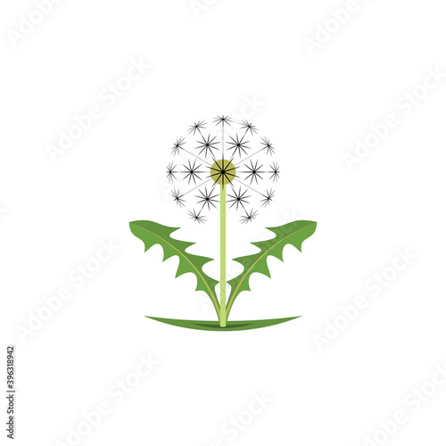 dandelion plant vector design element