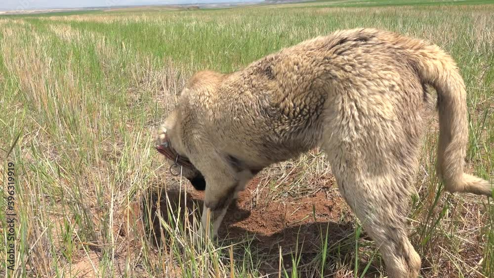 Dog digging soil on the field. Dog breed Dog digging soil on the field. Dog breed
