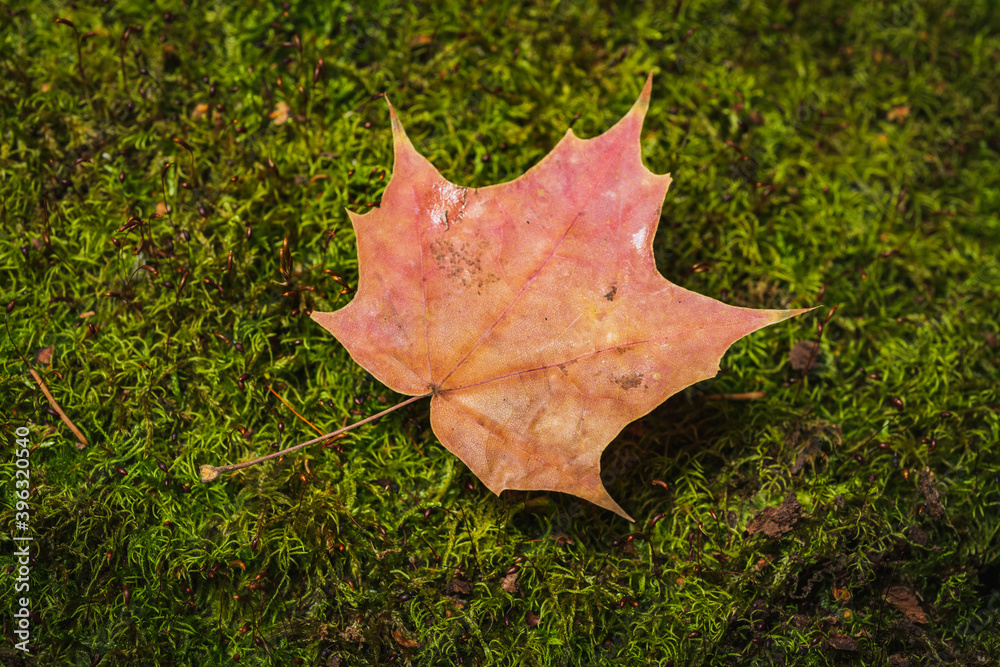 Autumn colors- yellow leaves. Background green moss