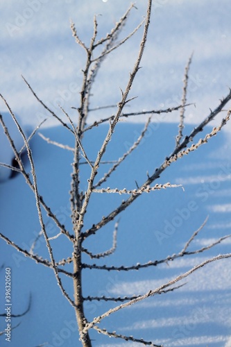 Wallpaper Mural A withered tree in the snow, in winter. Torontodigital.ca