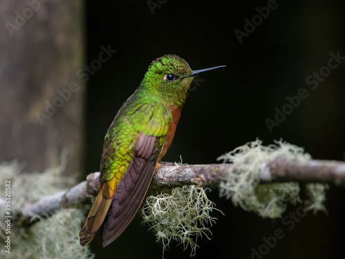 Boissonneaua matthewsii photo