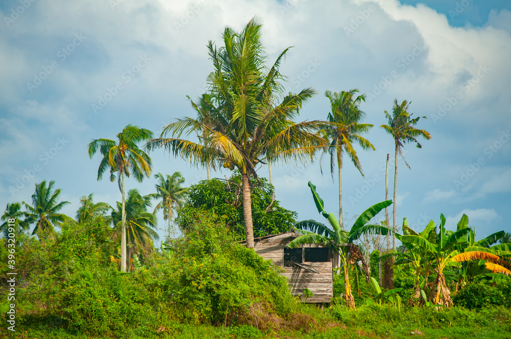 a wooden house surrounded by coconut trees and green plants a wooden house surrounded by coconut trees and green plants