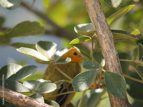 Wallpaper Mural Canário entre folhas Torontodigital.ca