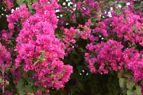 Flores en una calle del barrio de Plaka, en Atenas (Grecia) © Oriol