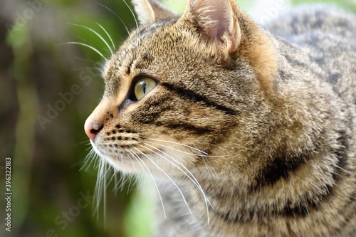 Gato fotografiado en los alrededores de los monasterios de Meteora, en Grecia