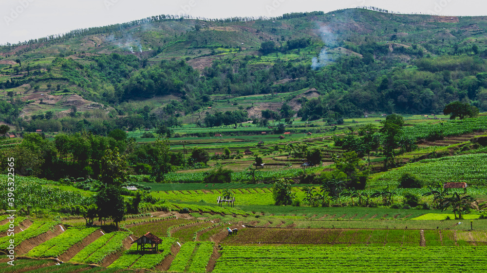 Green landscape of traditional farmer fields