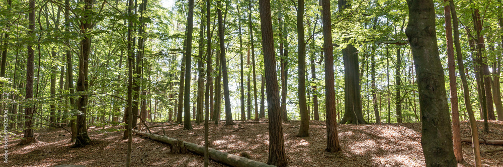 Fototapeta premium Beautiful dense forest in the sunshine. Light and shadow. Panorama