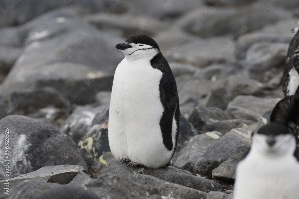 Naklejka premium Pinguine in der Antarktis