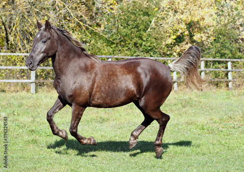 Rare colored horse running around the paddock