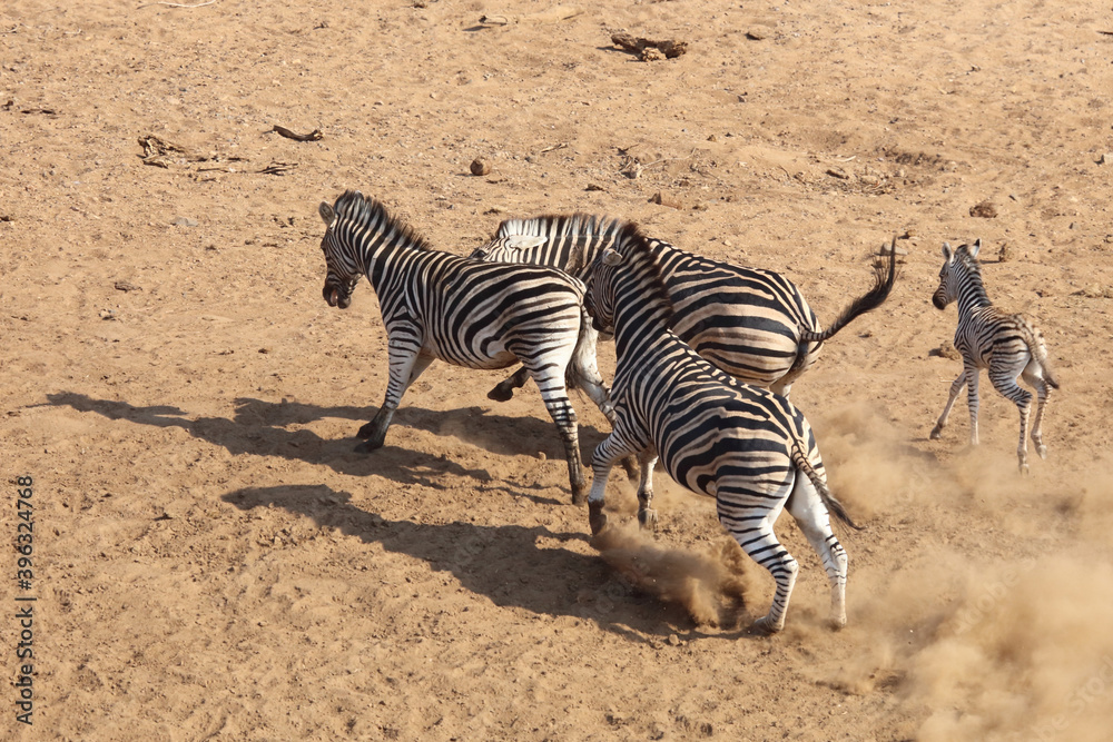 Steppenzebra / Burchell's Zebra / Equus burchellii..... Steppenzebra / Burchell's Zebra / Equus burchellii.....