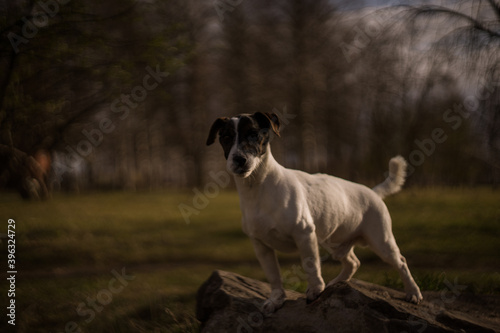 jack russell terrier