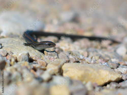 .European snake eyed skink, Ablepharus kitaibelii photo