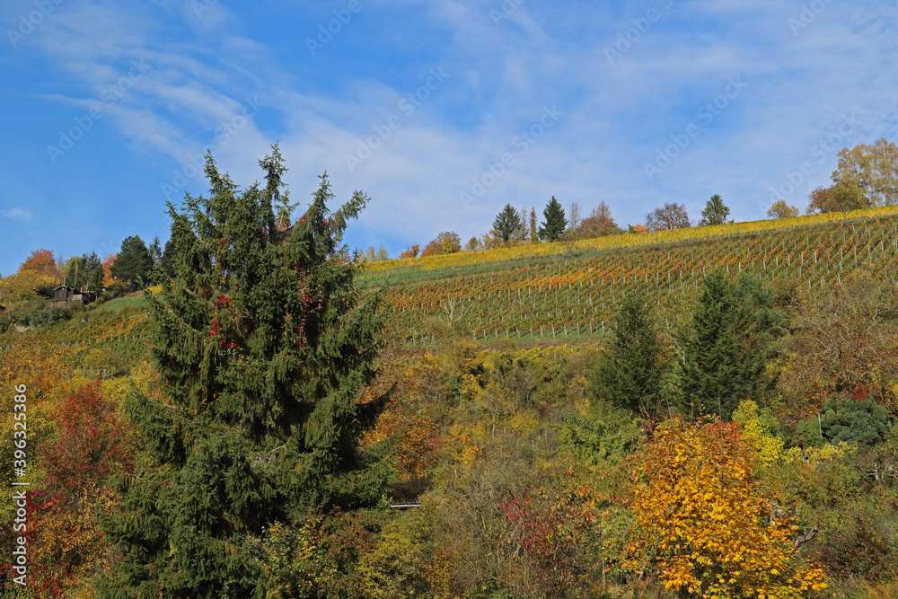 Fototapeta premium Herbststimmung