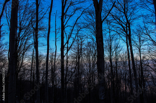 Sunset in the woods. The blue sky is starting to change color. The light disappears and it gets darker.
