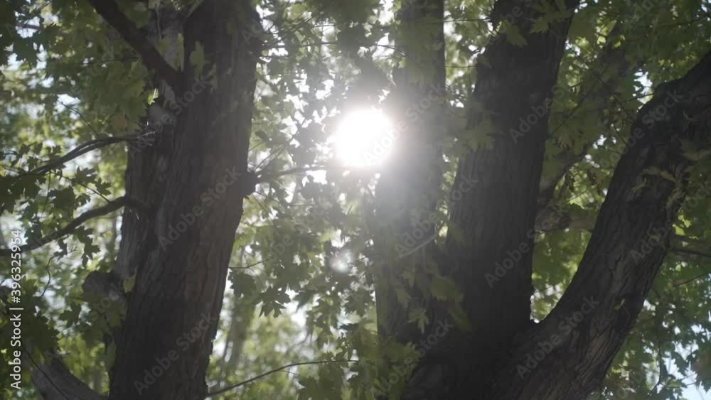 MS LA Sun shining between tree trunks and green leaves MS LA Sun shining between tree trunks and green leaves