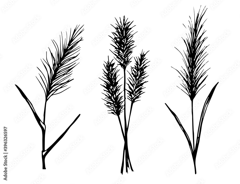 Handdrawn vector drawing in black outline. Set of panicle