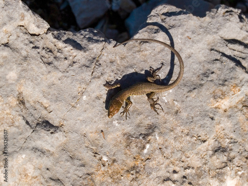 Dalmatian algyroides, Algyroides nigropunctatus photo