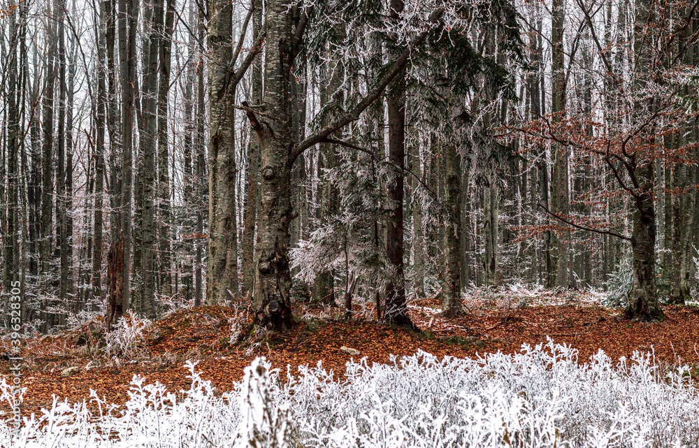 A frozen forest during the day, photographic art, wallpapers, paintings, textures,design