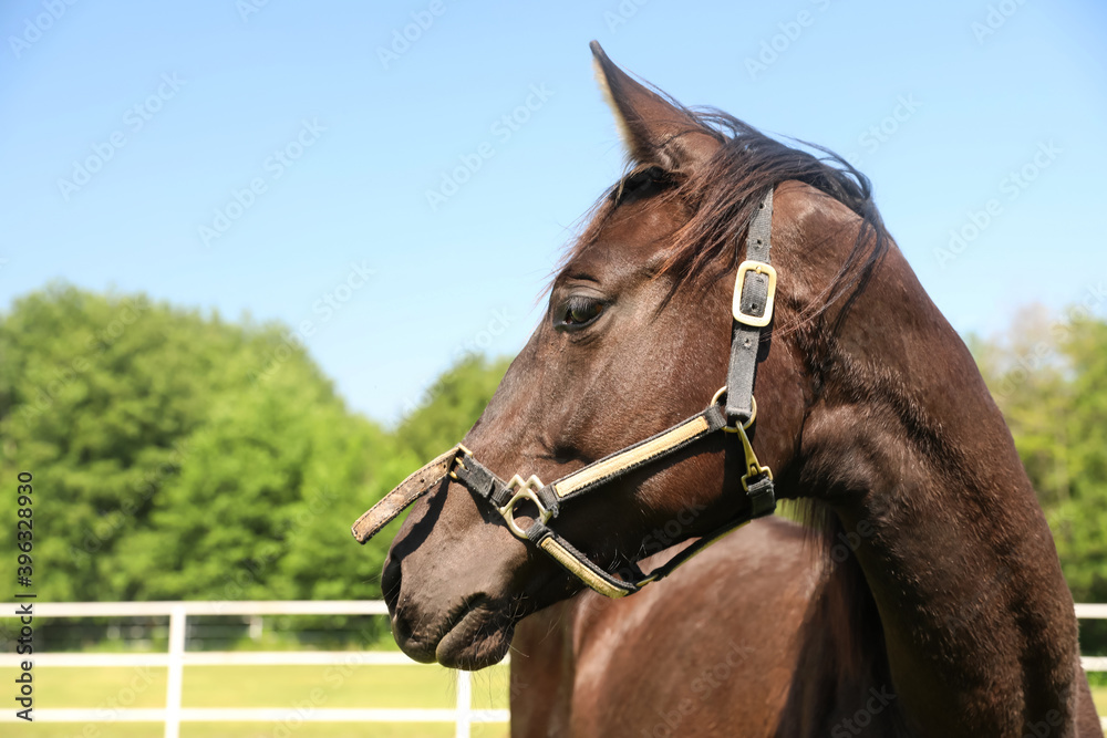 Dark bay horse in paddock on sunny day. Beautiful pet Dark bay horse in paddock on sunny day. Beautiful pet