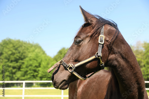 Dark bay horse in paddock on sunny day. Beautiful pet