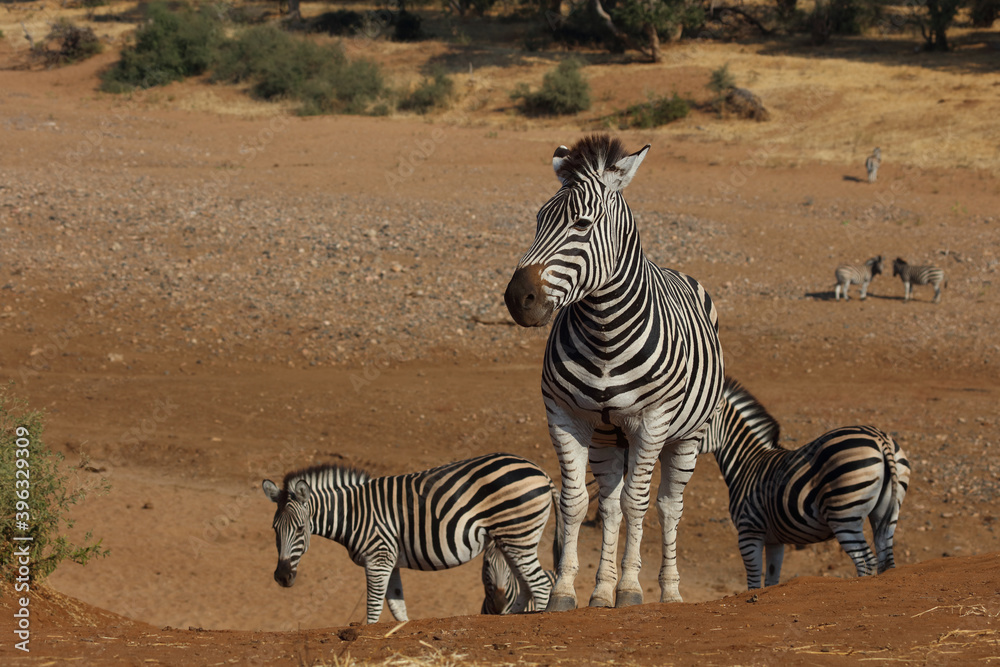 Steppenzebra / Burchell's zebra / Equus burchellii