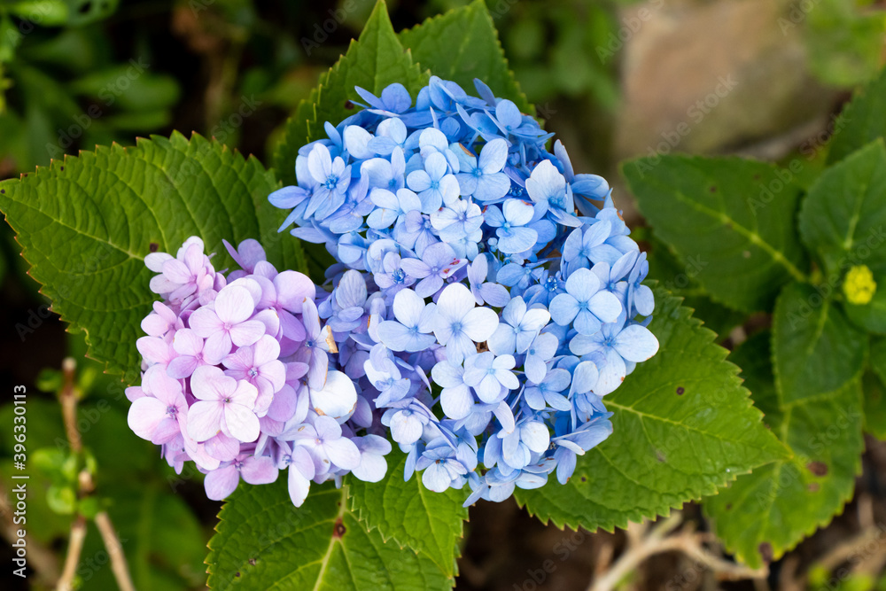 Blue and violet color of Hydrengea flowerwith green leaf background Blue and violet color of Hydrengea flowerwith green leaf background