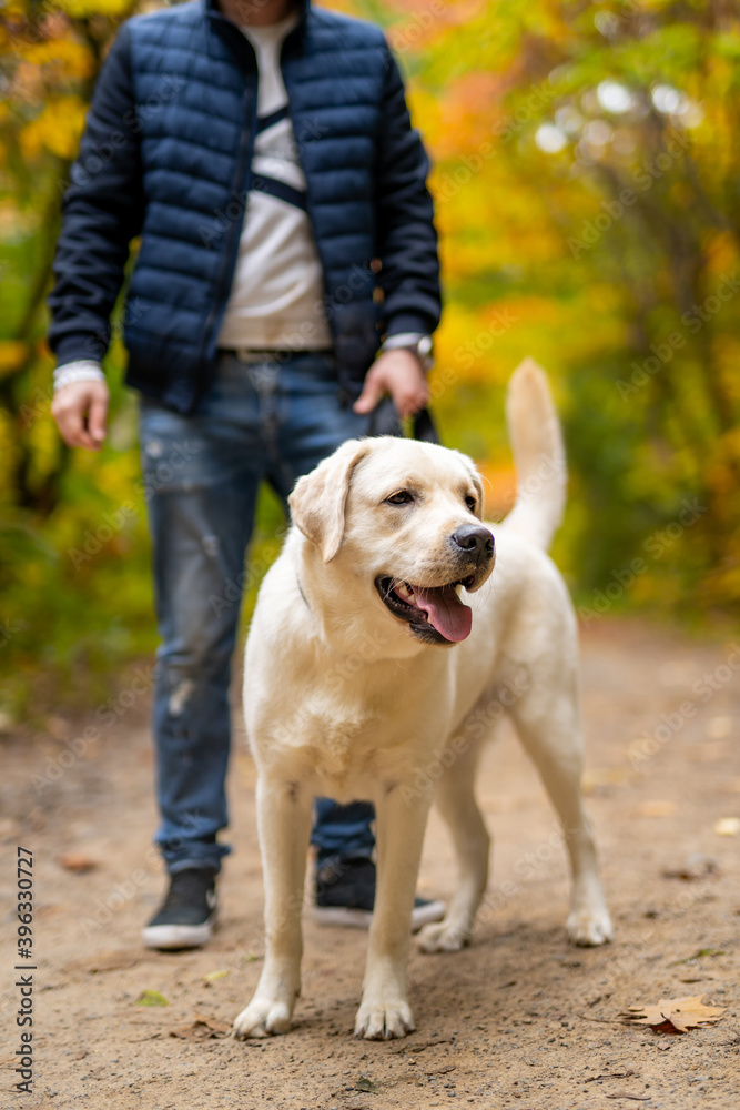 Cropped image of handsome young man with labrador retriever outdoors. Man in city park with a dog. Cynologist. Cropped image of handsome young man with labrador retriever outdoors. Man in city park with a dog. Cynologist.