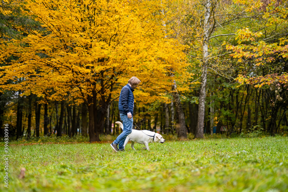Fototapeta premium Retriever and man are running in park. Golden leaves on trees. Fabuluos autumn.