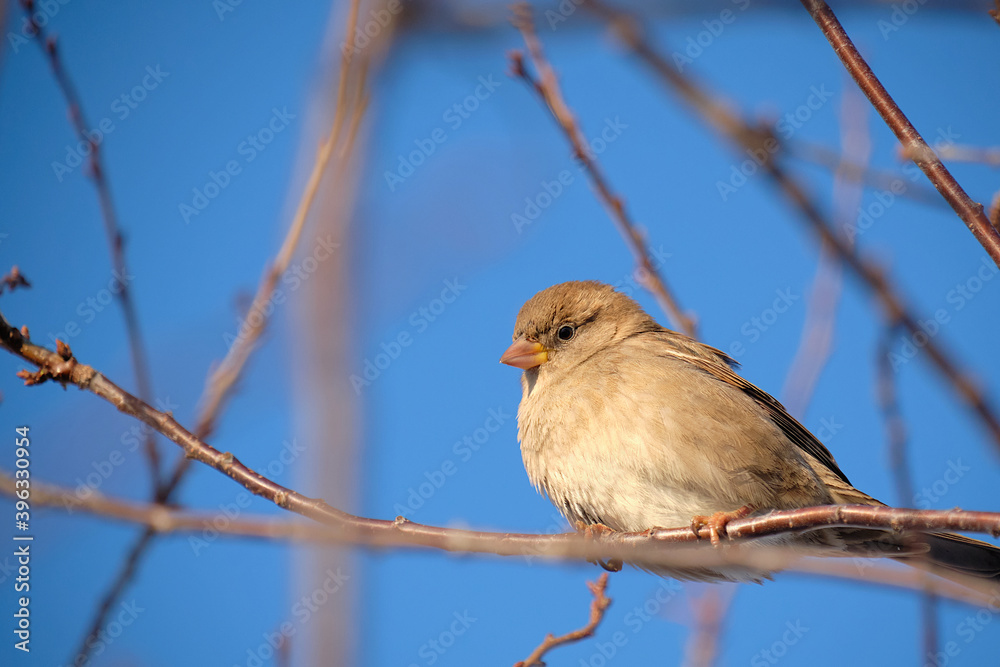 Small bird on a tree Small bird on a tree