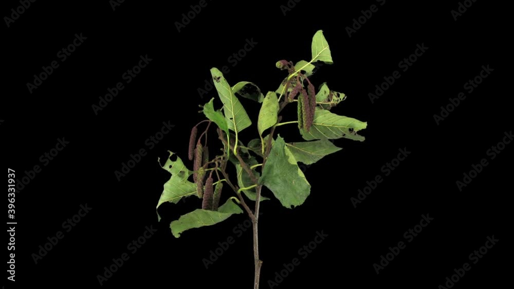 Time-lapse of drying Alder tree leaves 1a3 in RGB + ALPHA matte format isolated on black background
