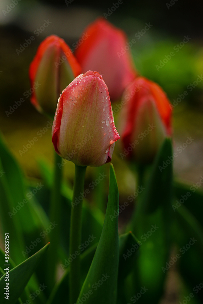 Tulips with dewdrops. Image with selective focus and toning. Image with noise effects. Focus on the front of a red Tulip.