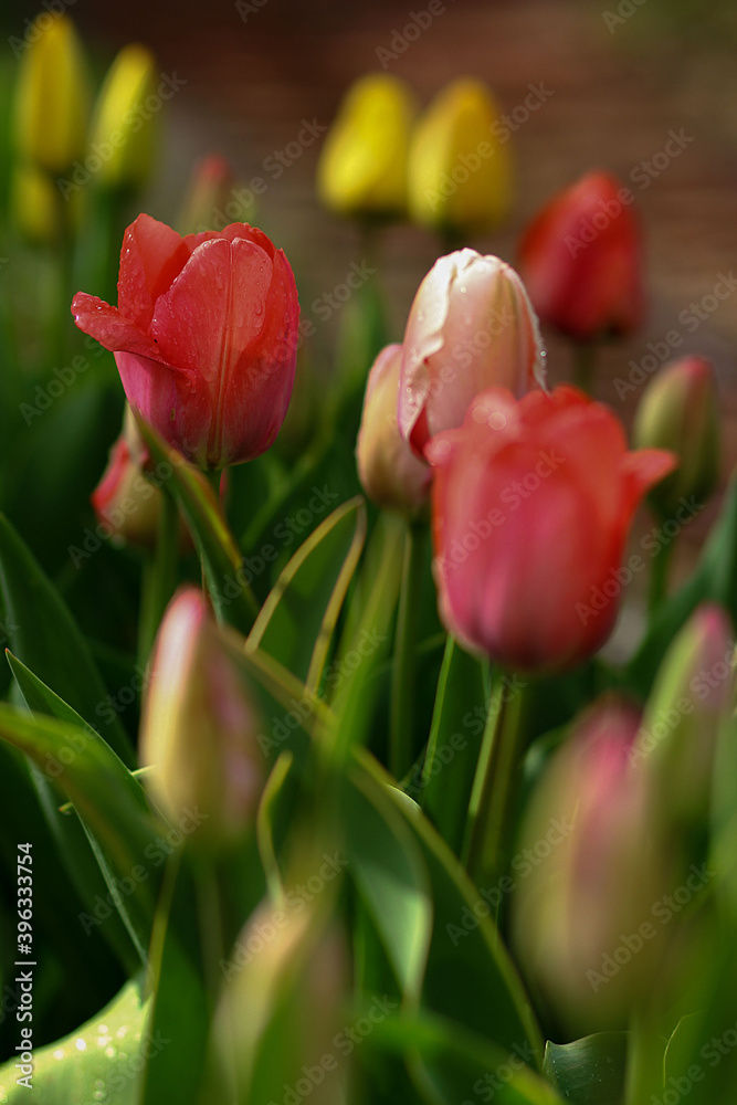 Fototapeta premium Tulips with dewdrops. Image with selective focus and toning. Image with noise effects. Focus on the back of a red Tulip.