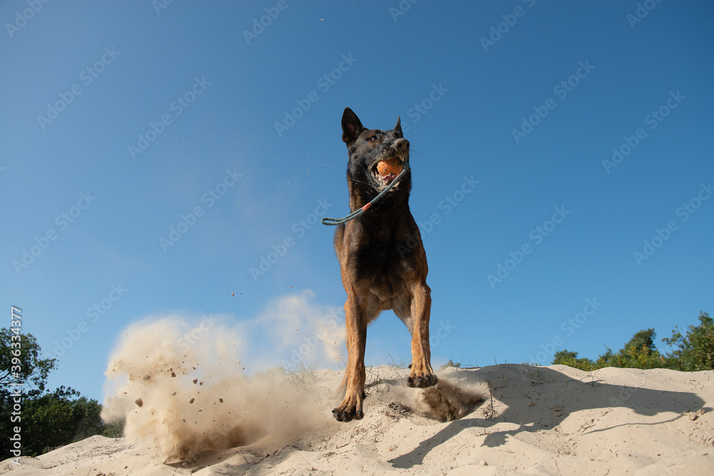 Belgian shepherd running towards the camera with ball toy in its mouth in sand dunes on a sunny day with clear sky