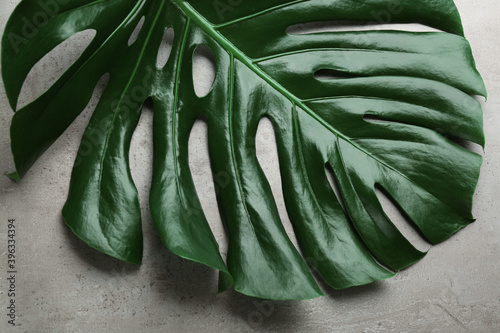 Beautiful monstera leaf on light grey background, closeup. Tropical plant
