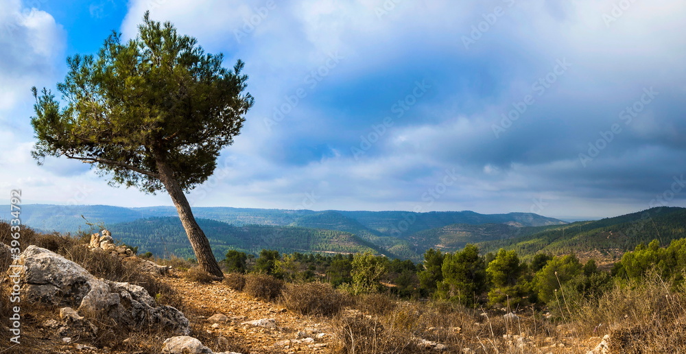 Lonely pine tree leaning on top of a mountain in the Judean Hills surrounding Jerusalem, Israel